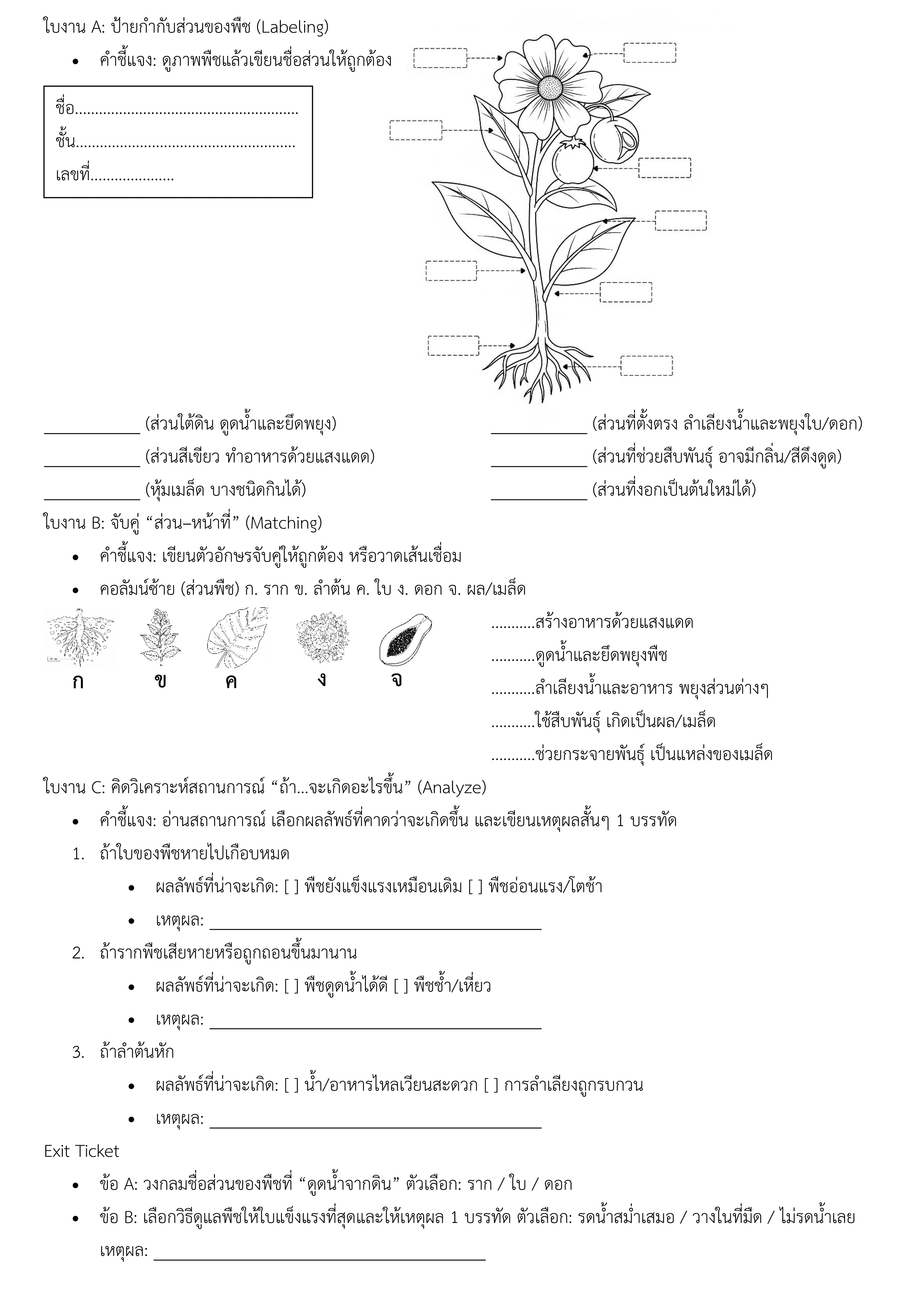 ใบงานส่วนประกอบ และหน้าที่ของพืช ชั้นประถมศึกษาปีที่ 2